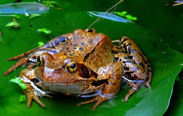 Animal Anfibio Rana Silvestre —  Fotos de Stock