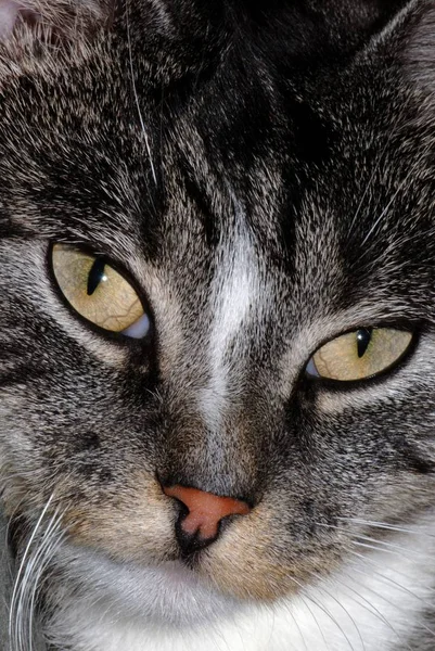 Retrato Gato Bonito — Fotografia de Stock