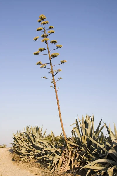 Trópusi Természet Növény Botanikai Növény Kaktuszok — Stock Fotó