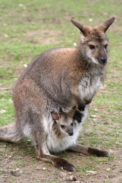 Χαριτωμένο Ζώο Καγκουρό Αυστραλίας Θηλαστικό — Φωτογραφία Αρχείου