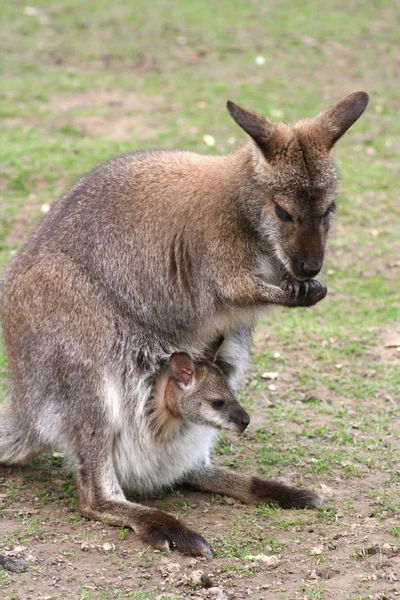 kangaroo mum with child