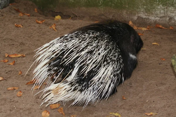 Vacker Utsikt Över Vacker Fågel Naturen — Stockfoto