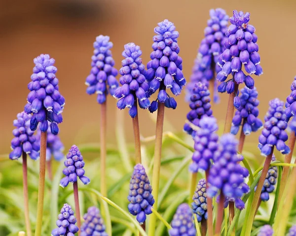 Detailní Pohled Krásnou Kvetoucí Hyacint — Stock fotografie