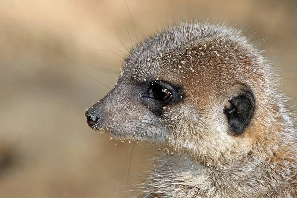 Cute Meerkat Suricatta — 스톡 사진