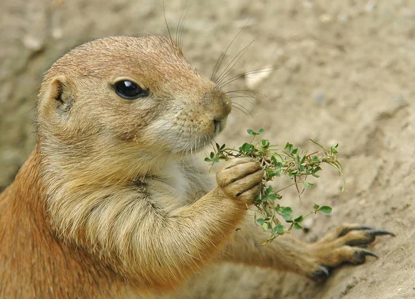 Primer Plano Los Animales Zoológico — Foto de Stock