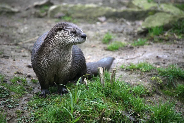 Eurasian Otter Animal Flora Fauna — Stock Photo, Image