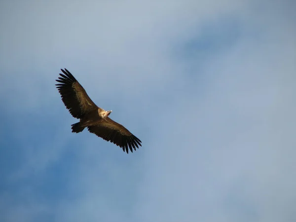 Vista Panoramica Bellissimo Uccello Grifone — Foto Stock