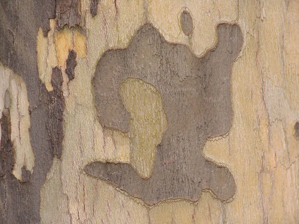 Tekstura Pnia Drzewa Powierzchnia Kory — Zdjęcie stockowe