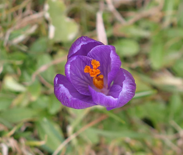 クロッカスの花 春の植物 — ストック写真