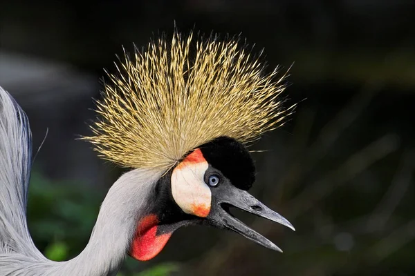 Schilderachtig Uitzicht Prachtige Vogel Natuur — Stockfoto