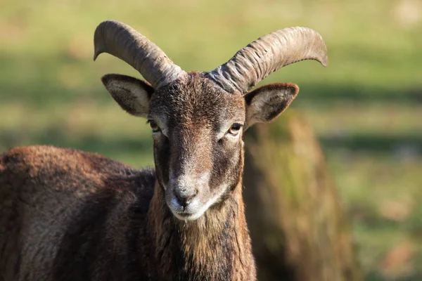 Landschappelijke Visie Landbouw Het Platteland — Stockfoto