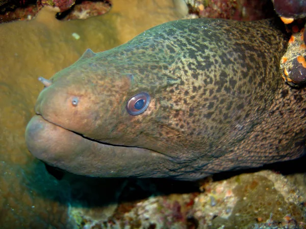 Gros Plan Poisson Dans Aquarium — Photo