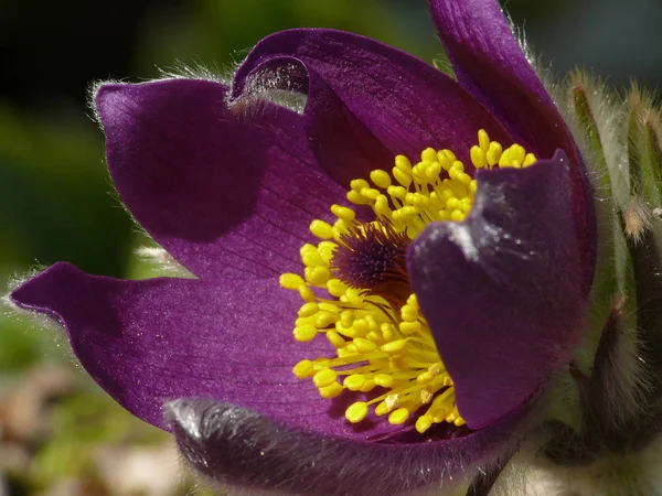 Wiosenne Kwiaty Flora Płatki — Zdjęcie stockowe