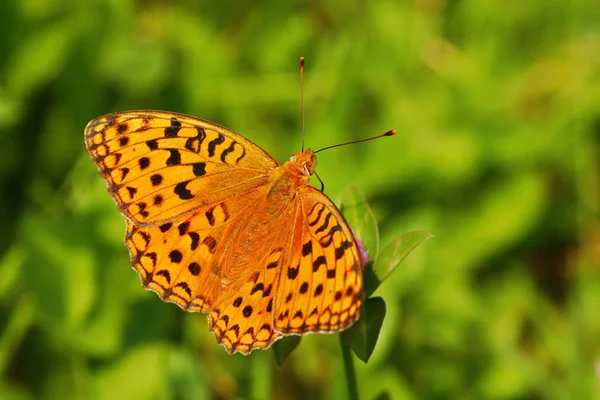 Papillon Fritillaire Insecte Aux Ailes — Photo