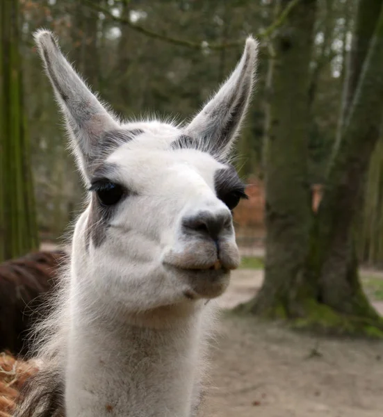 Zbliżenie Zwierząt Zoo — Zdjęcie stockowe