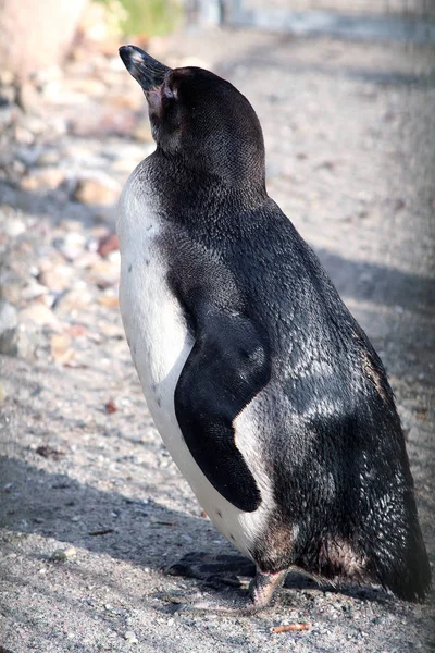 Aussichtsreicher Blick Auf Putzige Pinguinvögel Der Natur — Stockfoto