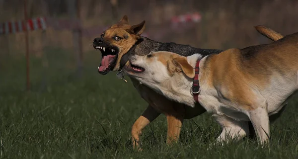 Portret Van Een Jonge Zwarte Bokser Hond Voor Een Wazige — Stockfoto