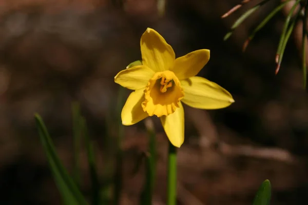 Цветочные Лепестки Нарцисса — стоковое фото