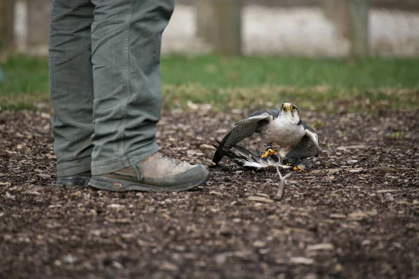 Lanner Falcon Presa Una Manifestación Cetrería — Foto de Stock