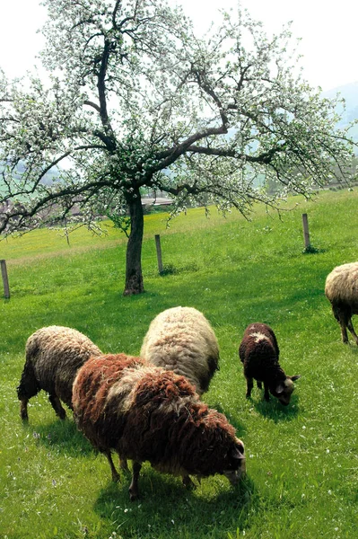 Animaux Domestiques Dans Les Pâturages Agricoles — Photo