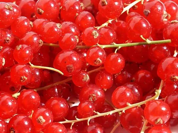 Κόκκινα Φραγκοστάφυλα Ξινά Φρούτα — Φωτογραφία Αρχείου