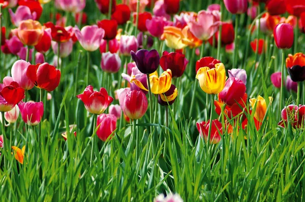 Blühende Tulpen Blumen Frühlingsflora — Stockfoto