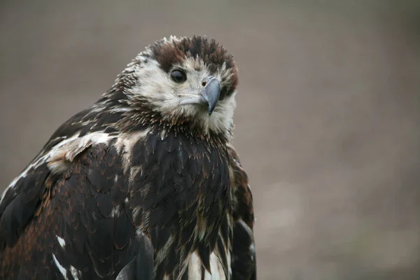 Juvenile Около Года Взрослые Животные Имеют Чистую Белую Голову — стоковое фото