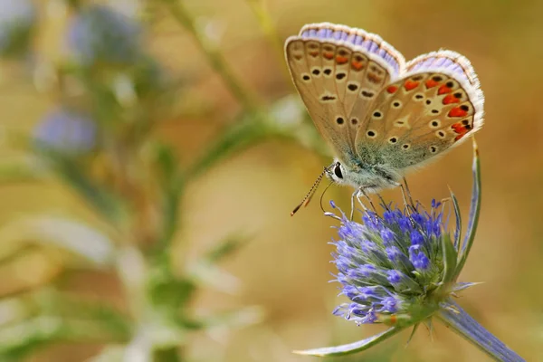 Gros Plan Papillon Dans Habitat Concept Sauvagerie — Photo