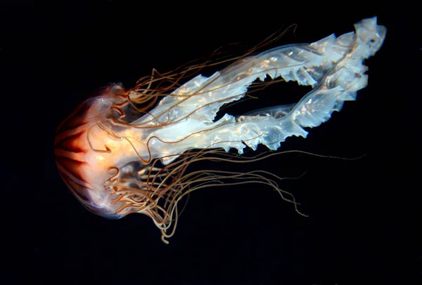 Meduse Mare Subacqueo Vita Marina — Foto Stock