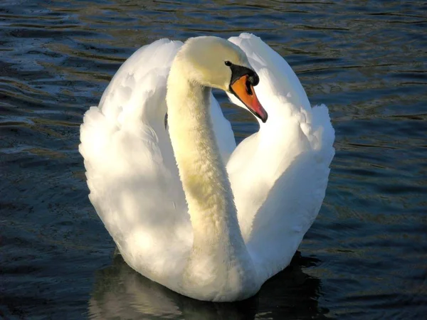 Scenic View Majestic Swan Nature — Stock Photo, Image