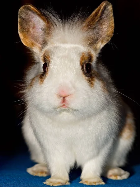 Olika Djur Selektivt Fokus — Stockfoto