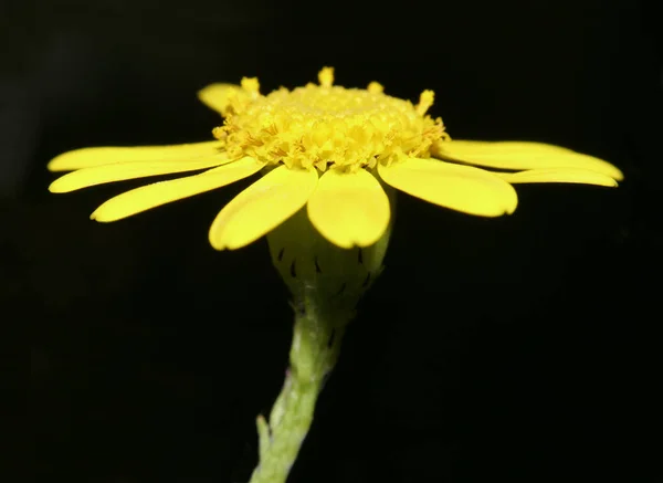 Çayır Otlar Otlar Diğer Odunsu Olmayan Bitkilerle Otlanan Açık Bir — Stok fotoğraf