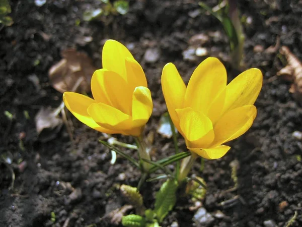 Krokussen Flora Bloemblaadjes — Stockfoto