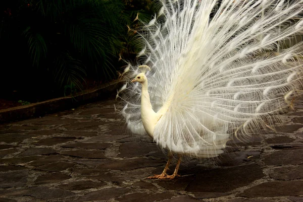 Scenic View Beautiful Bird Nature — Stock Photo, Image