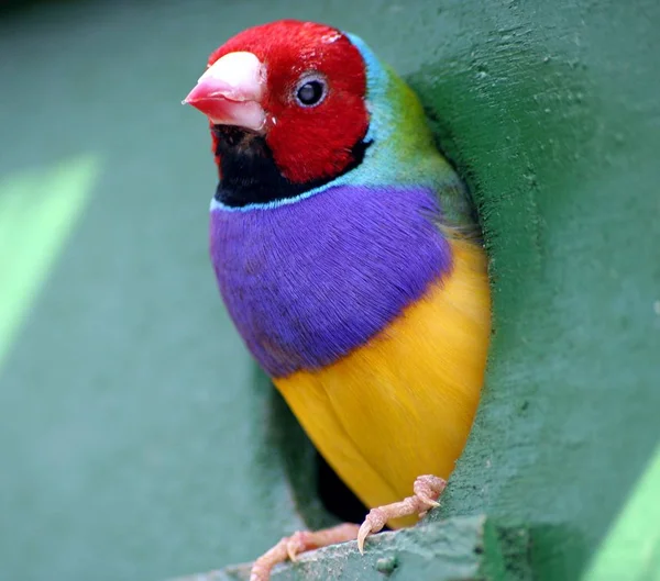 Scenic View Beautiful Cute Finch Bird — Stock Photo, Image