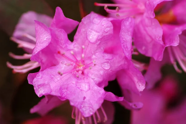 Candela Petali Fiori Flora — Foto Stock