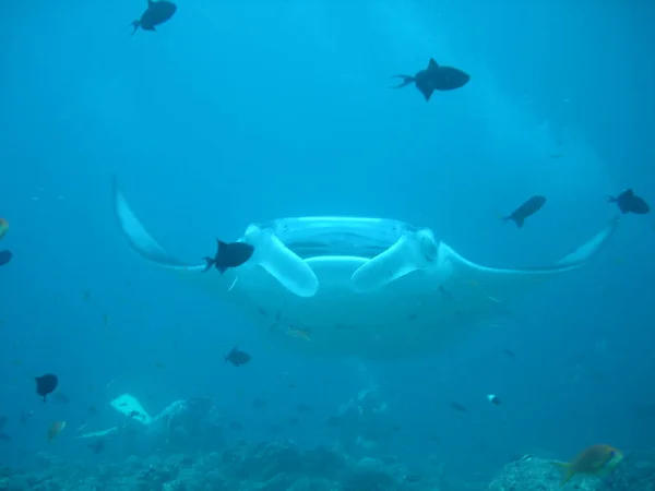 Manta Ray Fish Underwater Deep Sea Water — Stock Photo, Image