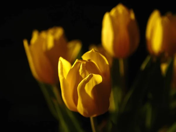 Lente Tulpen Bloemen Flora — Stockfoto