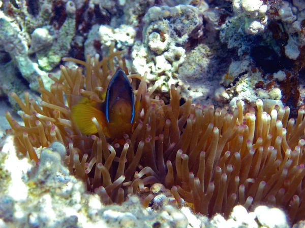 Szenischer Blick Auf Die Unterwasserwelt — Stockfoto