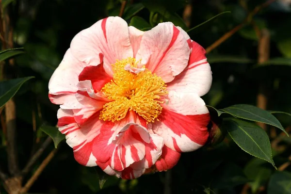 Квітка Камелії Цвітіння Флора — стокове фото