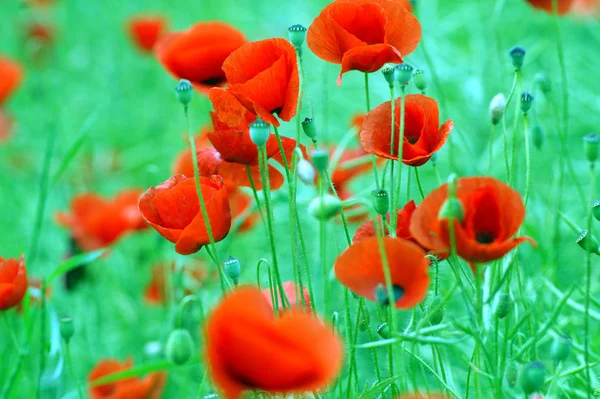 Vue Rapprochée Belles Fleurs Pavot Sauvage — Photo