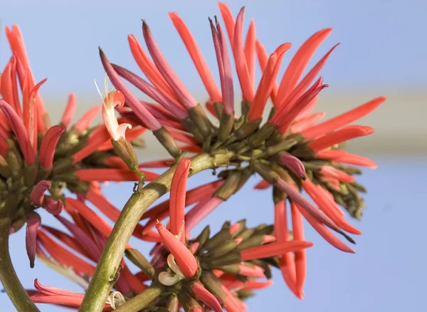 Piękny Strzał Botaniczny Naturalna Ściana — Zdjęcie stockowe