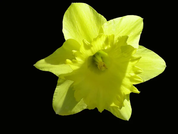 Büyük Taçlı Narcissus Aziz Patrick Günü 039 — Stok fotoğraf
