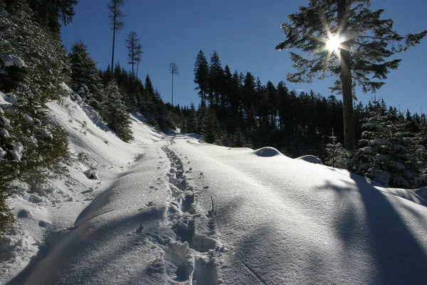 Spår Snön — Stockfoto