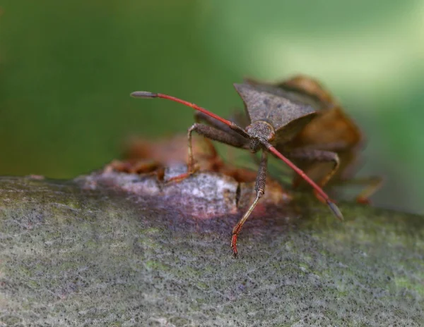 Gros Plan Bug Nature Sauvage — Photo