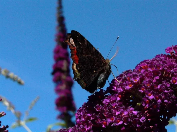 Tavus Kuşu Gözü Kelebek Böceği — Stok fotoğraf