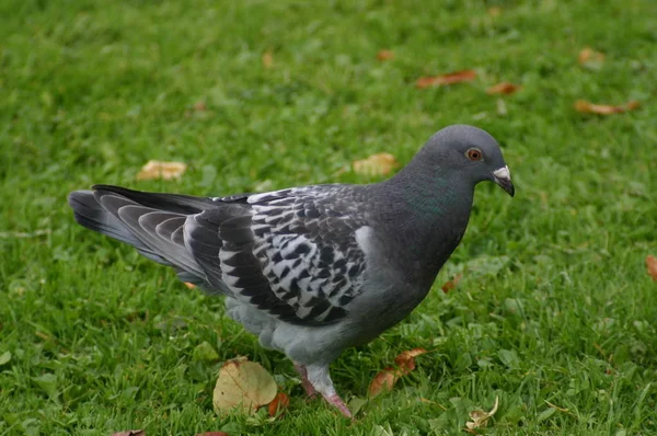 Vacker Utsikt Över Duvfåglar — Stockfoto