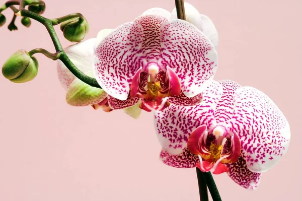 Schöne Orchideenblume Dekorative Pflanze — Stockfoto