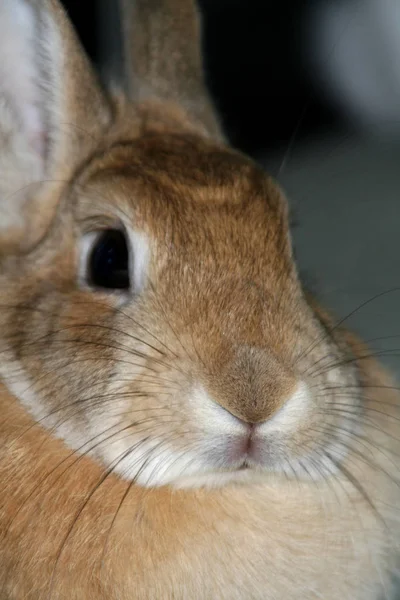 Милый Кролик Крупным Планом — стоковое фото