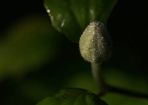 Savoureux Poires Sucrées Fruits Alimentaires — Photo